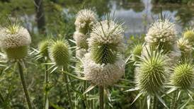 Good Natured in St. Charles: Now’s time to tame prickly invasive teasel 