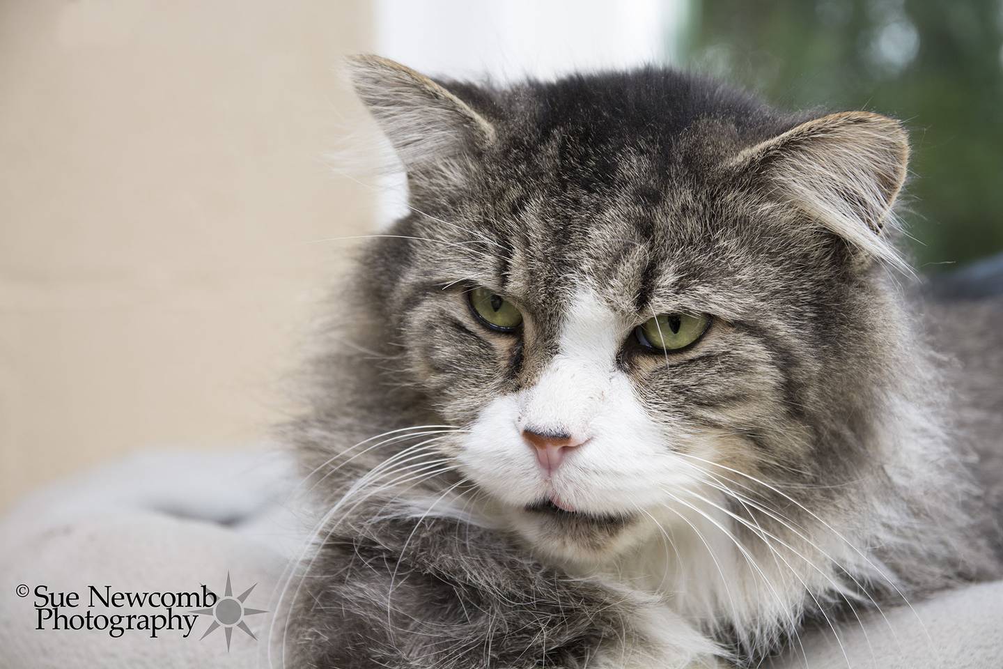 Martie is a large domestic medium hair who is calm and laid-back. He has tested positive for FIV (feline immunodeficiency virus) so he needs a family that can keep him healthy and happy. Contact the Will County Humane Society at willcountyhumane.com and follow the instructions for the adoption process.