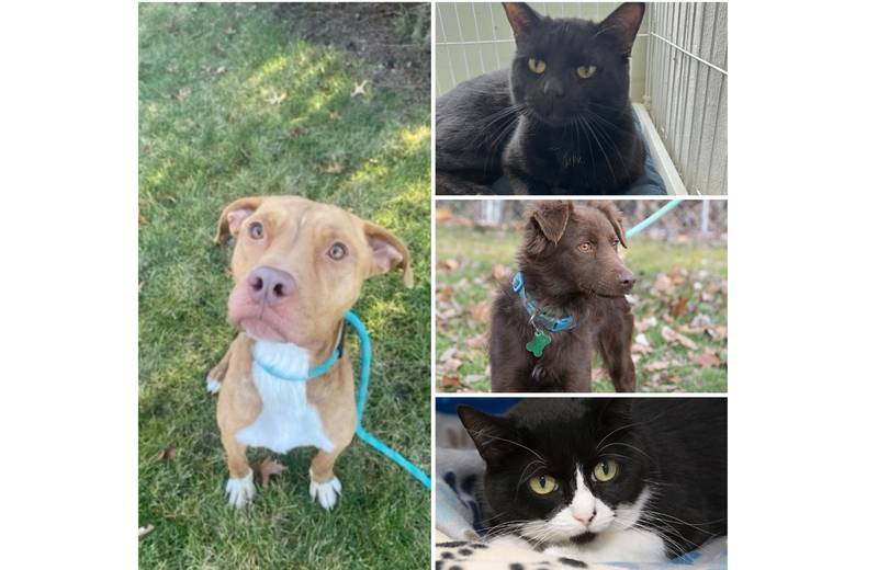 The Herald-News presents this week’s Pets of the Week. Read the description of each pet to find out about it, including where it can be adopted in Will County.