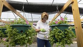 Photos: Petunias get ready for their summer showing