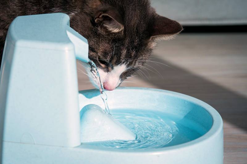 Keep your pets hydrated—Dehydration can exacerbate kidney disease among other organ damage.