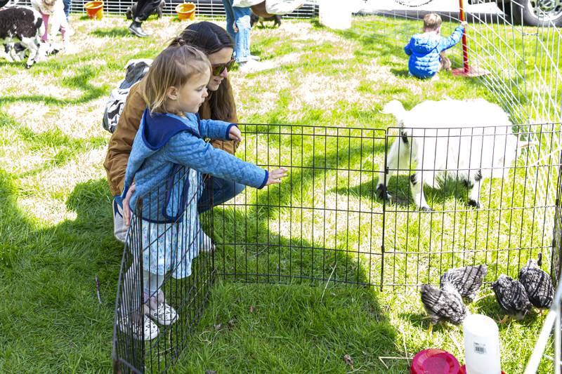 Maura Passaglia and her daughter Orlagh feed the chickens at the Downers Grove Park District Country in the Park on Saturday, May 3, 2025  in Downers Grove.