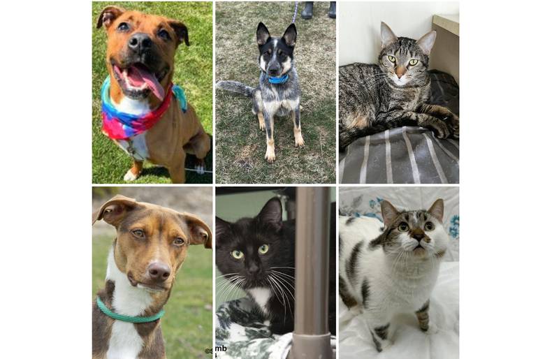 The Herald-News presents this week’s Pets of the Week. Read the description of each pet to find out about that pet, including where it can be adopted.