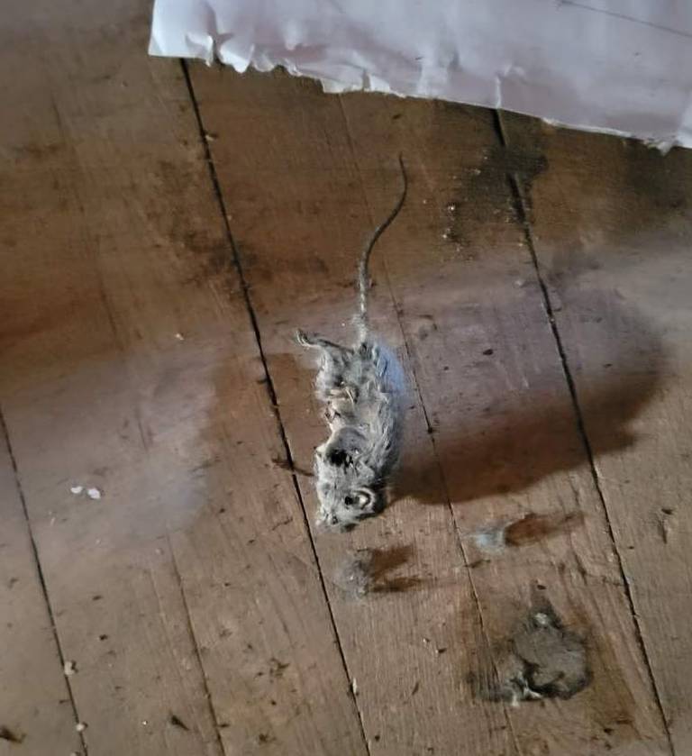 A photo shows a dead rodent in what a source identified as a basement stairway at the Moran Queen-Boggs Funeral Home in Centralia outside of its embalming room. The source who provided the photo requested anonymity due to safety concerns. The funeral home’s director, Hugh Moran, would not confirm its authenticity.