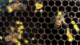 Who can keep bees in Huntley? Village reexamines local rules