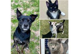 Will County Pets of the Week: Aug. 4, 2025