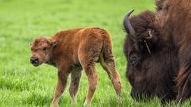 Two bison born at Fermilab, the first of many expected this summer