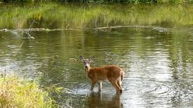 Letter to the Editor: Illinois needs to do more to protect wetlands