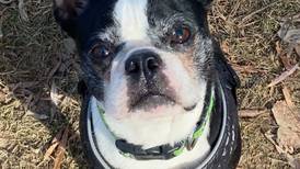 Boston terrier aims to conquer hearts of forever family