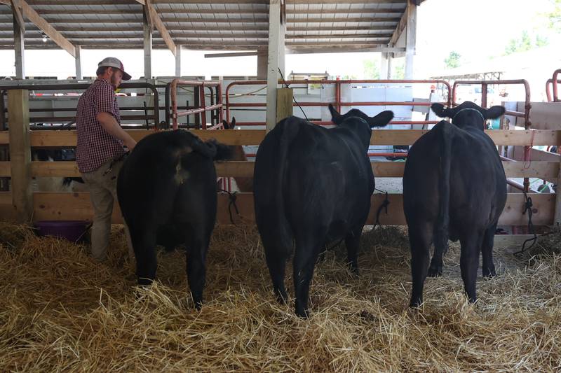 Trevor McIntire ties up his three pure-breed Angus cattle after competing the the market steer and heifer competition at the Grundy County 4-H Fair on Sunday, July 30 in Morris.