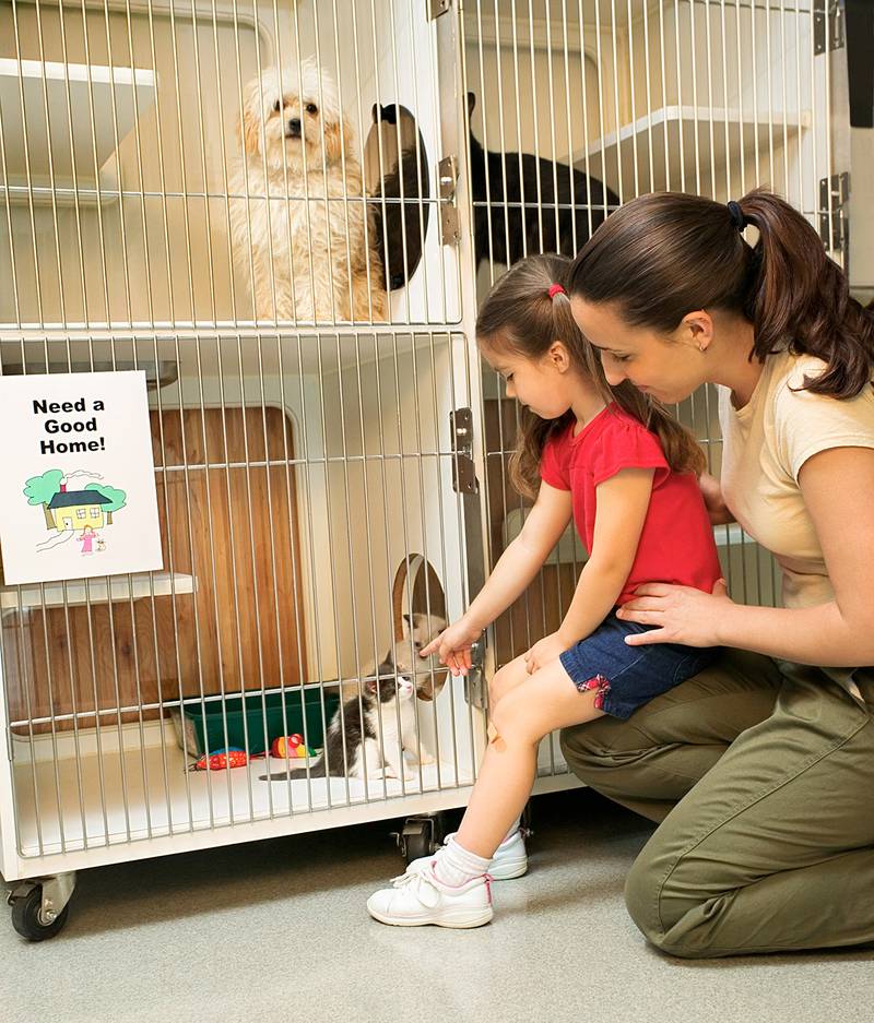 All Creatures Great & Small - Three things to know about buying a rescue pet