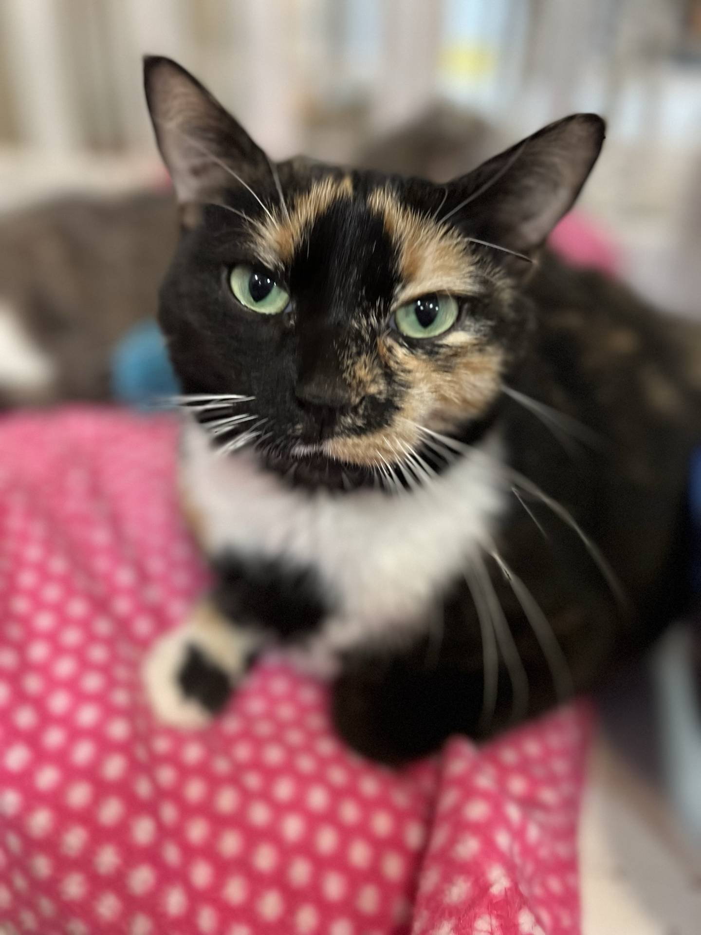 Espinella is a 4-year-old calico that was rescued from a high kill shelter in southern Illinois. She is friendly, gentle and affectionate. She likes pets and attention and will purr and rub against people to show her love. She would be an amazing companion cat. To meet Espinella, email Catadoptions@nawsus.org. Visit nawsus.org.