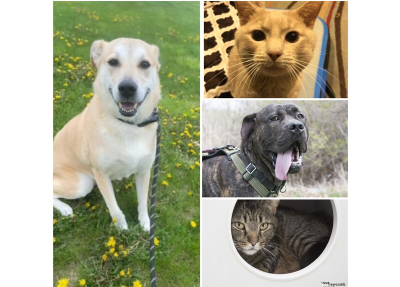 The Herald-News presents this week’s Pets of the Week. Read the description of each pet to find out about that pet, including where he or she can be adopted.

The Herald-News presents this week’s Pets of the Week. Read the description of each pet to find out about that pet, including where he or she can be adopted.