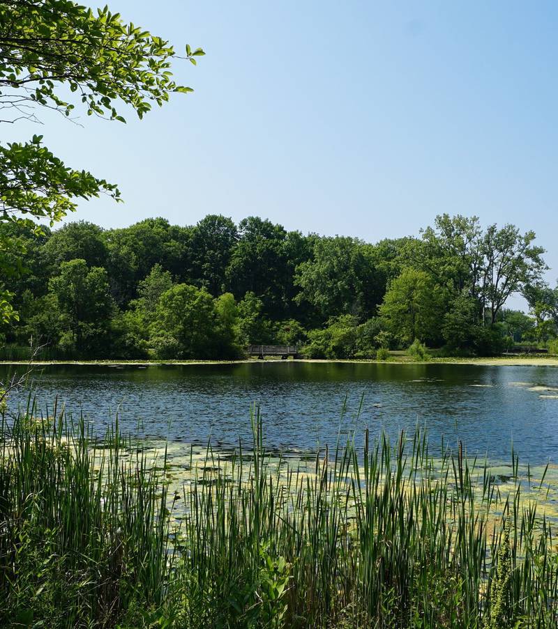 A view of the namesake pond at Captain Daniel Wright Woods Forest Preserve in Mettawa. The photo is on the cover of the cover of the budget book.