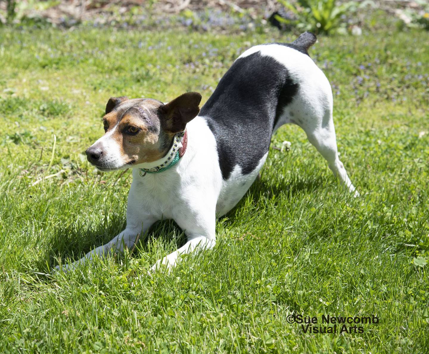 Roxy is a sweet, loving young adult rat terrier mix who was transferred from downstate Illinois. She is dog-friendly, enjoys walking on leash and is very affectionate. She is spayed, microchipped, vaccinated, heartworm negative and just under 25 pounds. Contact the Will County Humane Society at willcountyhumane.com and follow the instructions for the adoption process.
