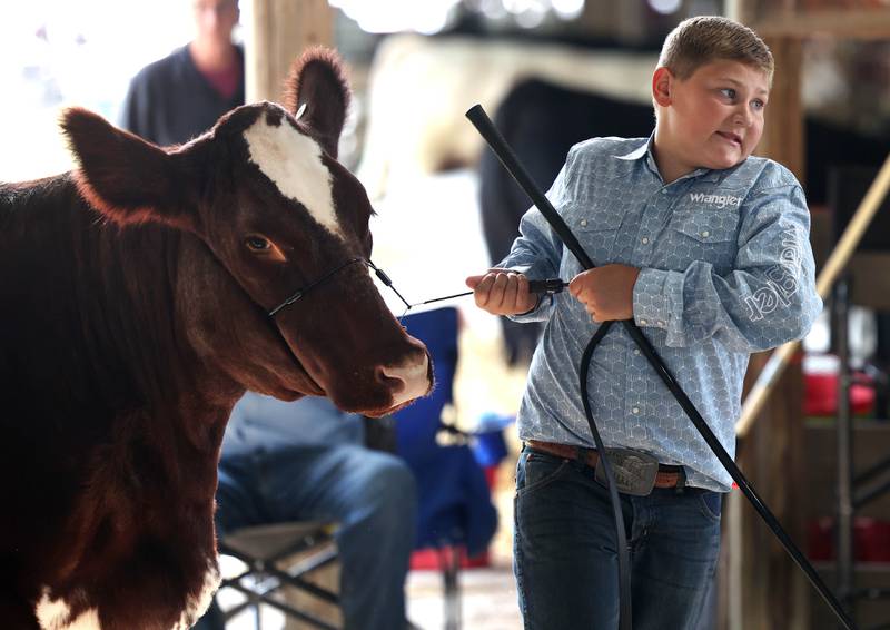 Waylon Condon, 11, from Sandwich, brings in his Shorthorn heifer for judging Wednesday, Sept. 3, 2025, on opening day of the Sandwich Fair.