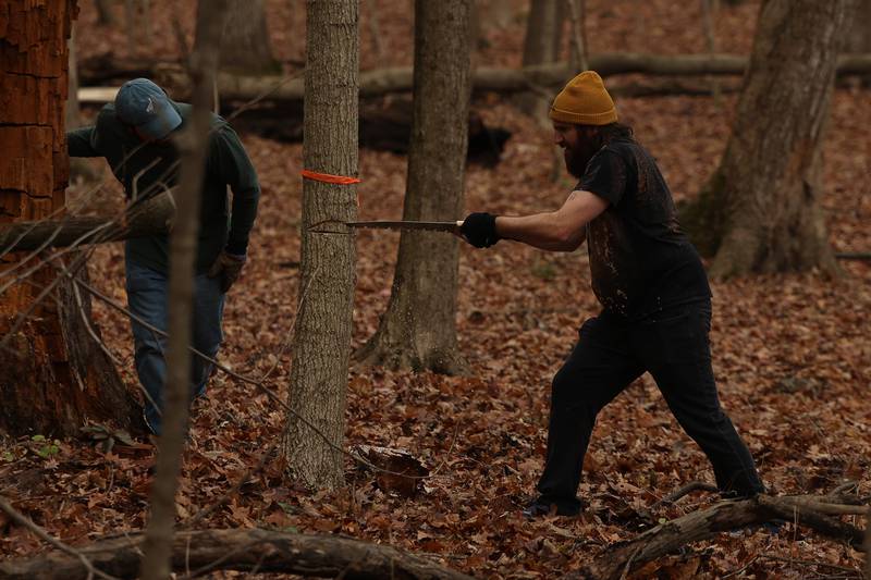 Volunteer Paul Zazzetti cuts down a large invasive Maple tree, which prevents sunlight for Oak trees to reproduce, at the nature preservation event to restore light to the woodland floor in Pilcher Park on Sunday, Nov. 10, 2024 in Joliet.
