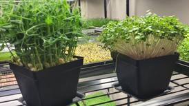 Down the Garden Path: Microgreens are a big deal