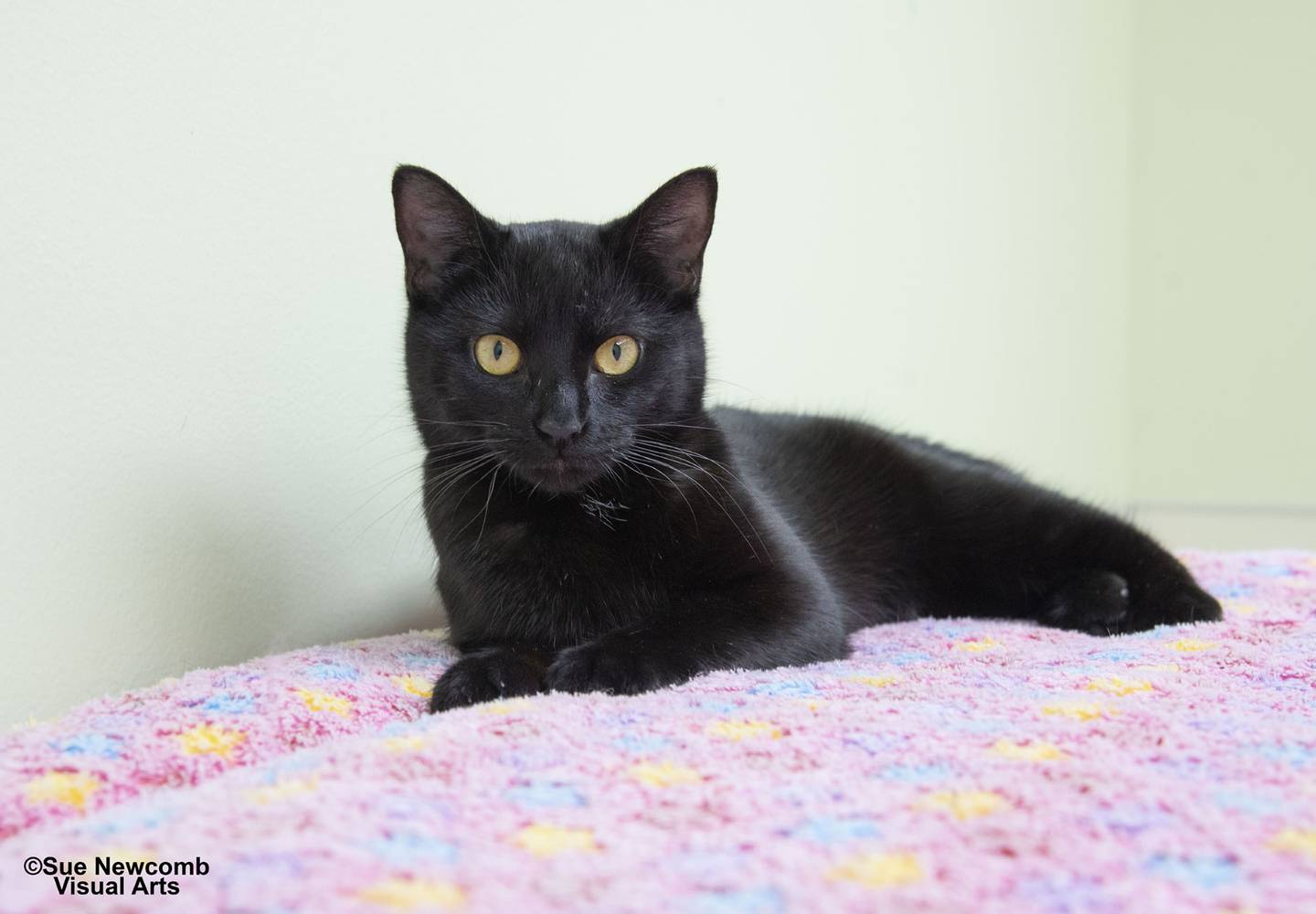 Millie is a sweet domestic shorthair kitten who came from local animal control. She loves to be petted but does not enjoy being held or picked up. Contact the Will County Humane Society at willcountyhumane.com and follow the instructions for the adoption process.