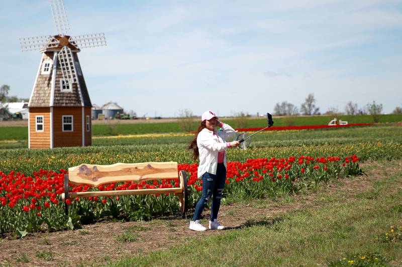 Sucely Granados of Villa Park takes a selfie during the opening day of the Midwest Tulip Festival at Kuipers Family Farm in Maple Park on Friday, April 19, 2024. The festival runs through May 12, 2024, dependent on the blooms.