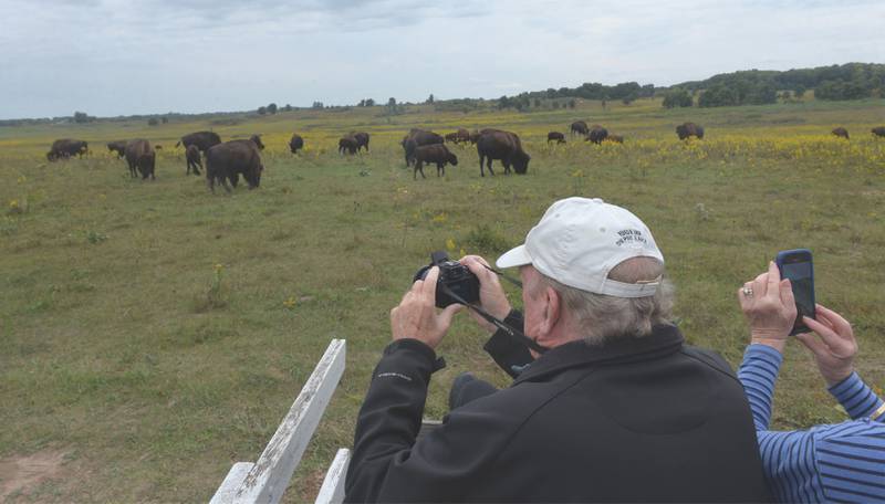 Two people take photos of the Nachusa Grassland's bison herd during Autumn on the Prairie on Saturday, Sept. 16, 2023.