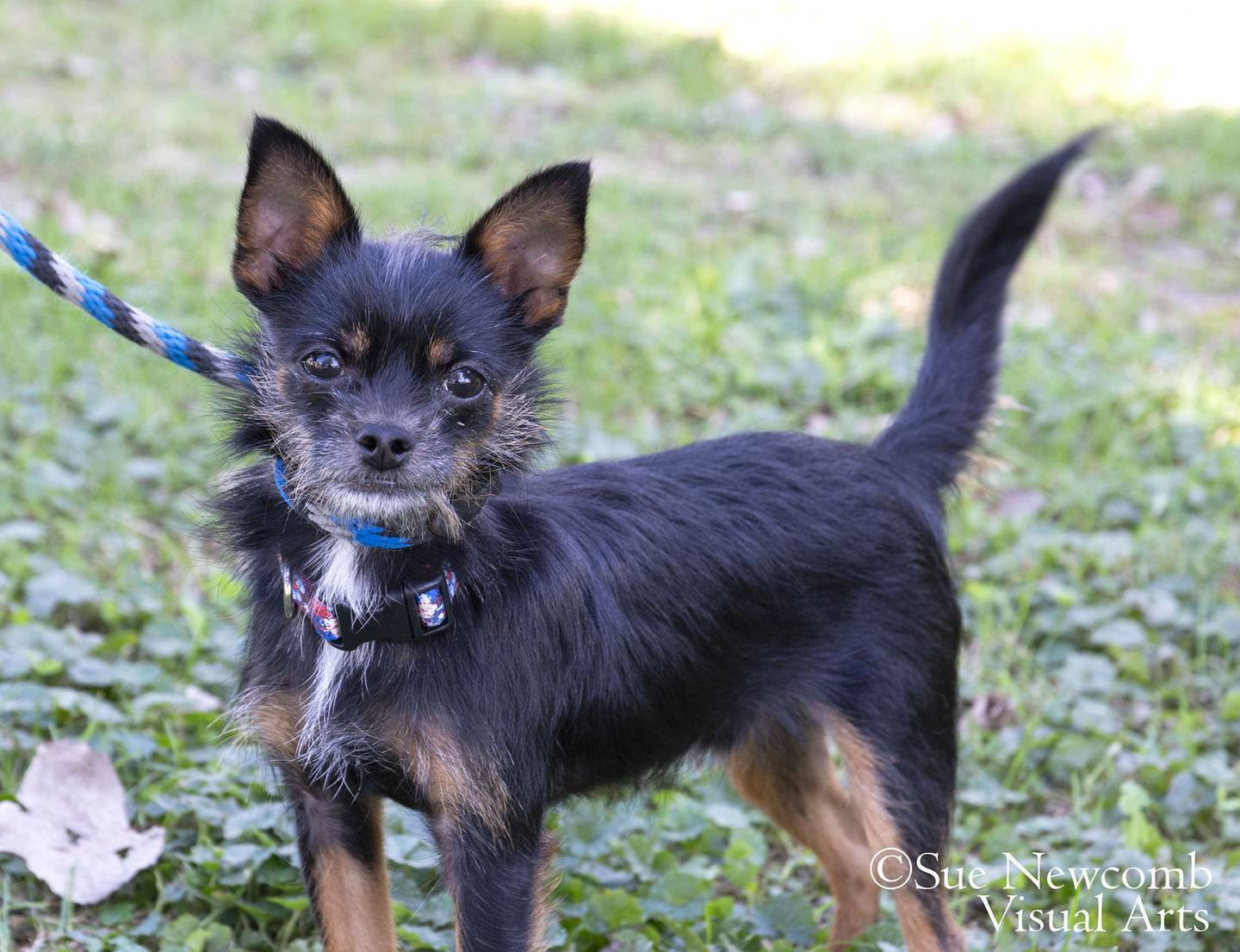 Jack is a 5-pound, energetic Chihuahua mix puppy. He needs a family willing to work on his training. Contact the Will County Humane Society at willcountyhumane.com and follow the instructions for the adoption process.
