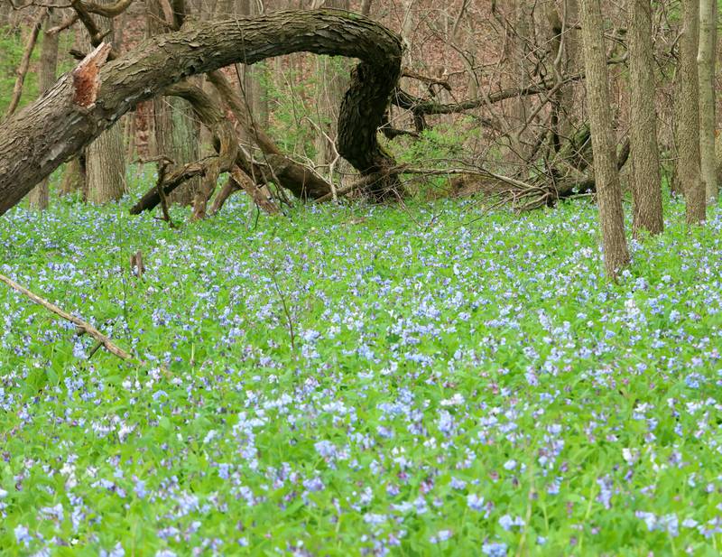 A field of bluebells cover the ground along the trailhead to Illinois Canyon on Monday, April 13, 2026 in Starved Rock State Park.