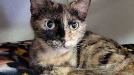 Young cat seeks loving companionship with forever family