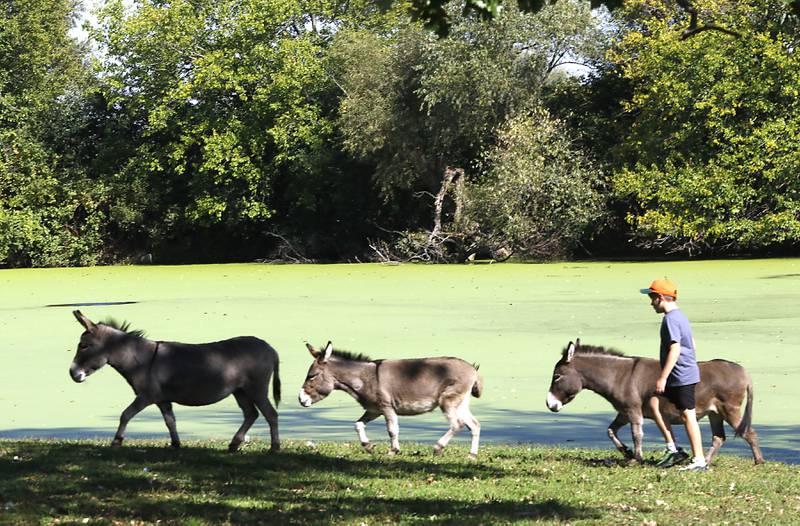 A boy walks along with donkeys during a stop on the McHenry County Farm Stroll on Sunday, Sept. 28, 2025  at Hephzibah Farms in Hebron. The farm stroll, a self-guided tour of McHenry County’s family farms, featured farm tours, demonstrations and products for sale at eleven farms.