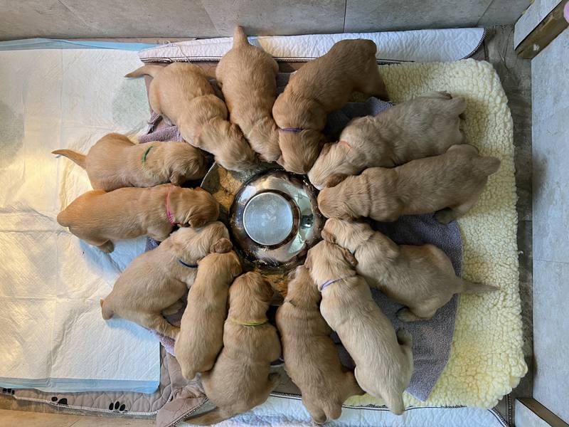 Kristen Vesely of Crystal Lake fostered 13 puppies, born Dec. 13, 2022, to a dog rescued just days earlier from an Ohio puppy mill. The five-week old pups gather around their feeding dish here, five weeks after they were born.