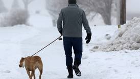 Here’s how to keep your dog safe in winter weather