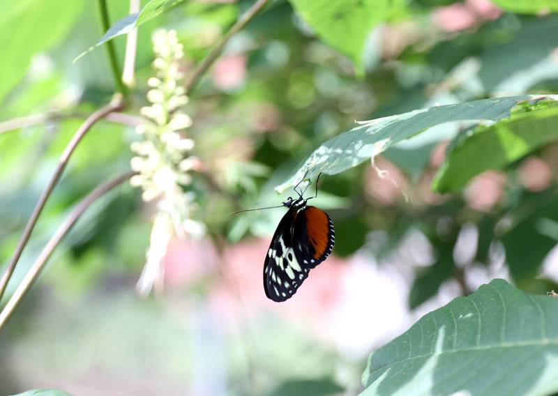 A butterfly hangs from a leaf at the Geneva Park District’s Peck Farm Butterfly House on Thursday, July 6, 2023.