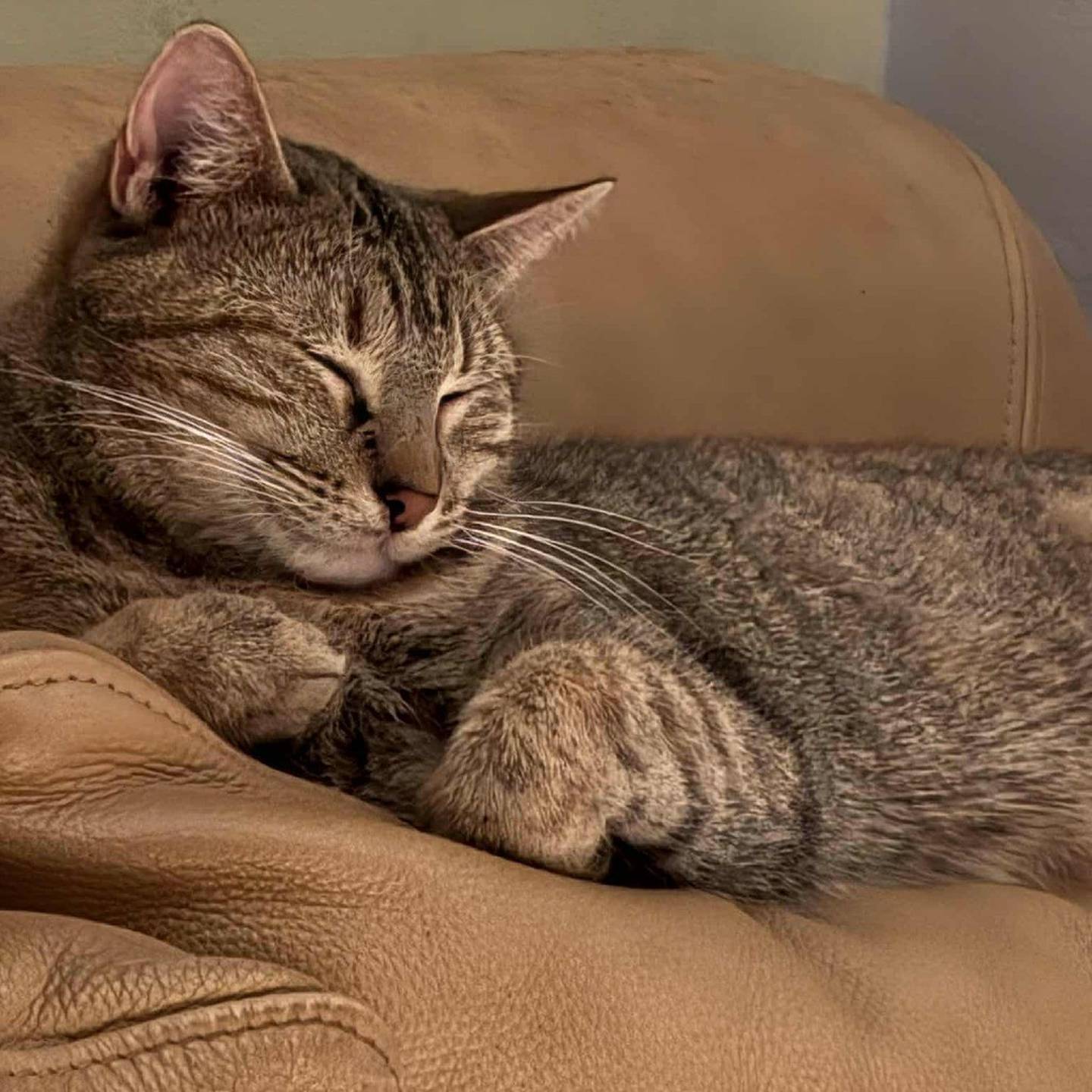 Sweet Clementine loves cozy couch time, lounging, and watching the world from the window. She prefers a calm home and does well with one respectful cat, gentle dogs and older kids. Clementine will make a snuggly, low-key companion. to meet Clementine, visit thekittysquad.com/adoptables.