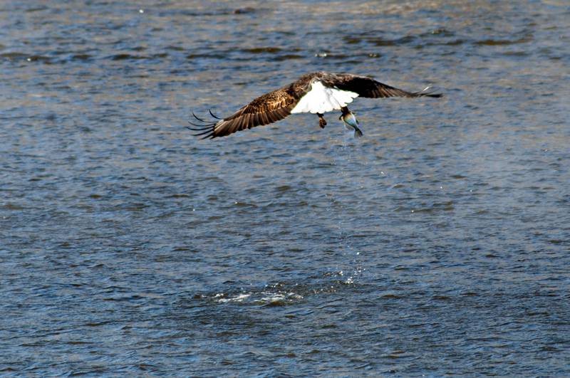 Snatching a fish with its talons, an eagle grabs itself lunch Thursday afternoon.
