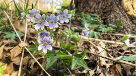 Good Natured in St. Charles: Spring flower hepatica is not chopped liver