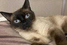 Friendly feline can’t wait to meet new family