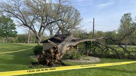 No injuries reported after tree fell Sunday at Peru park