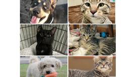 Will County Pets of the Week: Aug. 18, 2025