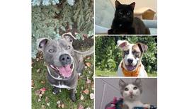 Pets of the Week: Nov. 13, 2023