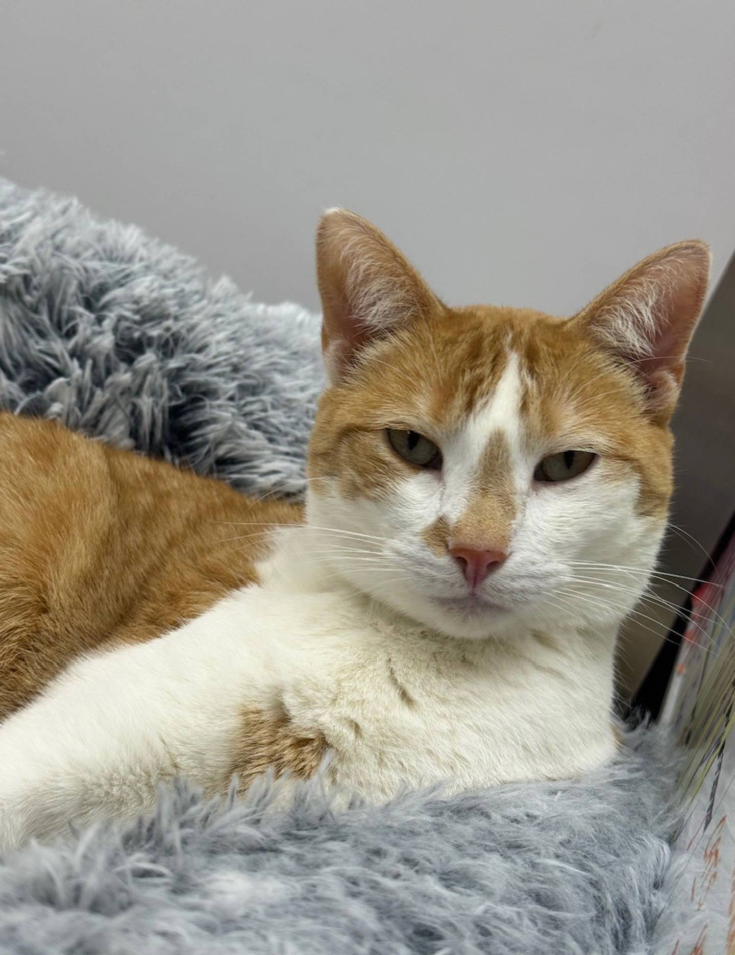 Five-year-old Macaroni is shy with strangers but loves pets once she is familiar with someone. She loves to play with other cats and any toy on a string. Macaroni needs a home with other cats as she enjoys cuddling with them. She needs a patient adopter. Email the Will County Humane Society at willcountyhumane.com and follow the instructions for the adoption process.