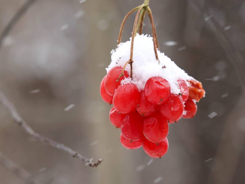 Snow piles up on some berries Saturday, Nov. 29, 2025, at County Farm Woods in DeKalb.