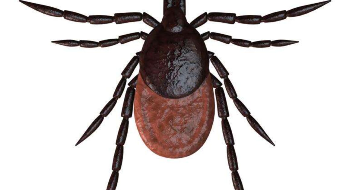 Here are 8 tips to prevent tick exposure from La Salle County Health Department – Shaw Local