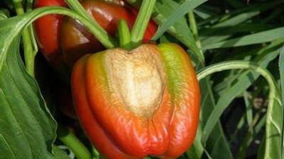 Down the Garden Path: The effects of extreme temperatures in the vegetable garden
