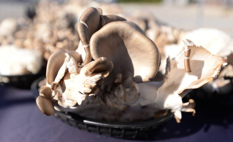 Glen Ellyn French Market serves a variety of mushrooms Sunday, Oct. 20, 2024.