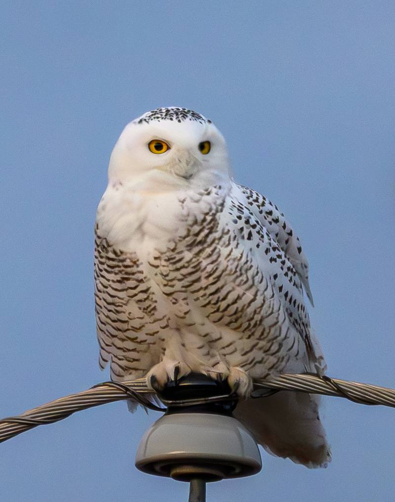 The snowy owl in McHenry County is pictured on Dec. 14, 2024.