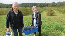 A pony, bunny, apples and aronia berries make for a fun and fruitful day at BerryView Orchard