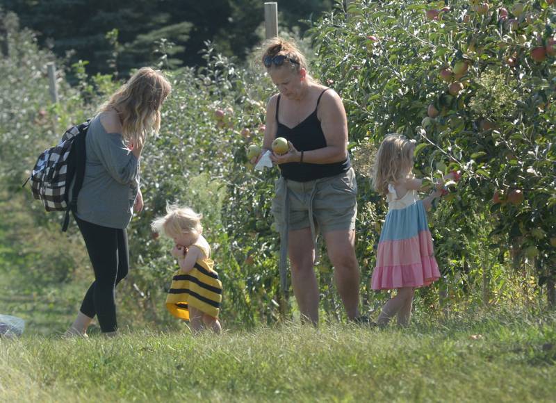 The Hawker family of Byron were busy picking apples at BerryView Orchard, 7504 W. Midtown Road, Mt. Morris, on Saturday, Sept. 27, 2025 during the annual Back Roads Market. Pictured are Remi 4, Frankie 1, and their mom, Meg, and grandma, Misty.