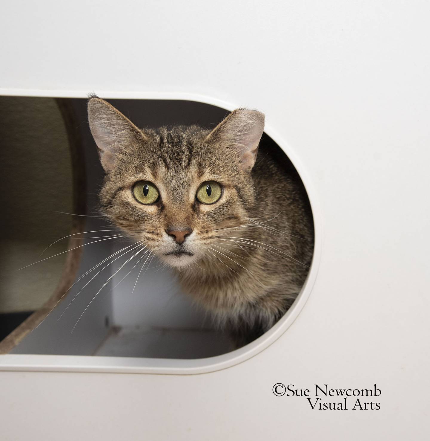 Sasha is a young domestic shorthair mix who was found as a stray. She was nervous at first but has quickly blossomed and loves pets and attention. Contact the Will County Humane Society at willcountyhumane.com and follow the instructions for the adoption process.