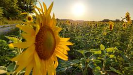 Sunflowers at Matthiessen State Park are in bloom