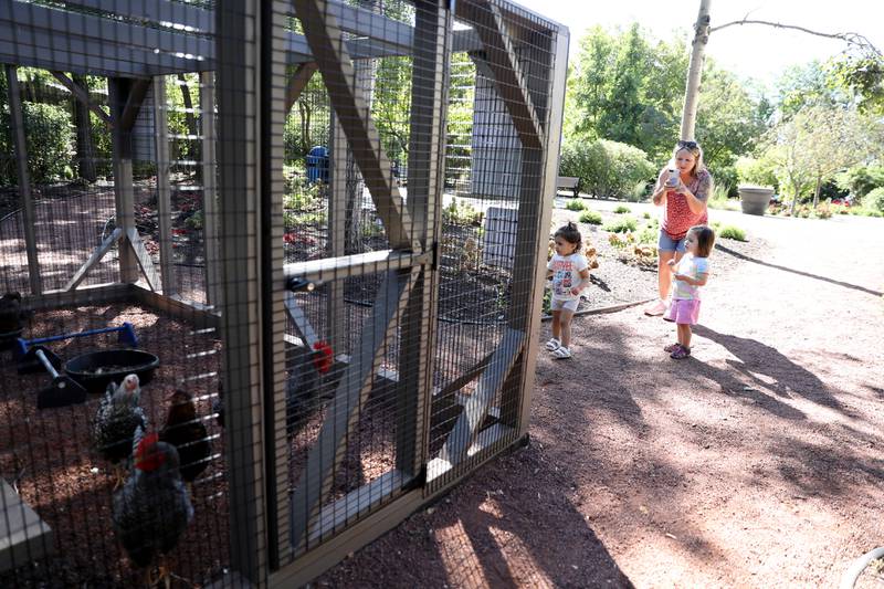Nanny Julie Mikus brings her charges Olivia Cirillo (left), 21 months and Maeve John, 22 months, to see the chicken coop at the Hamill Family Play Zoo on Tuesday, Sept. 3, 2024 at the Brookfield Zoo.